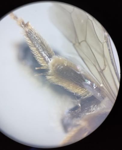 Halictus quadricinctus